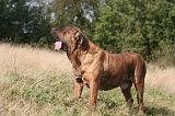 FILA BRASILEIRO 096